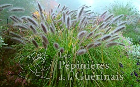 Herbe aux écouvillons 'Moudry', (Pennisetum alopecuroides)