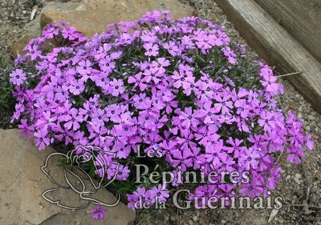 Phlox mousse 'Purple Beauty' (Phlox subulata)
