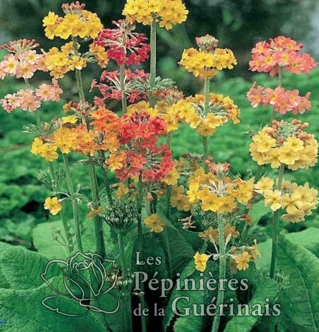 Primula 'Bullesiana' (Primula asiatique)