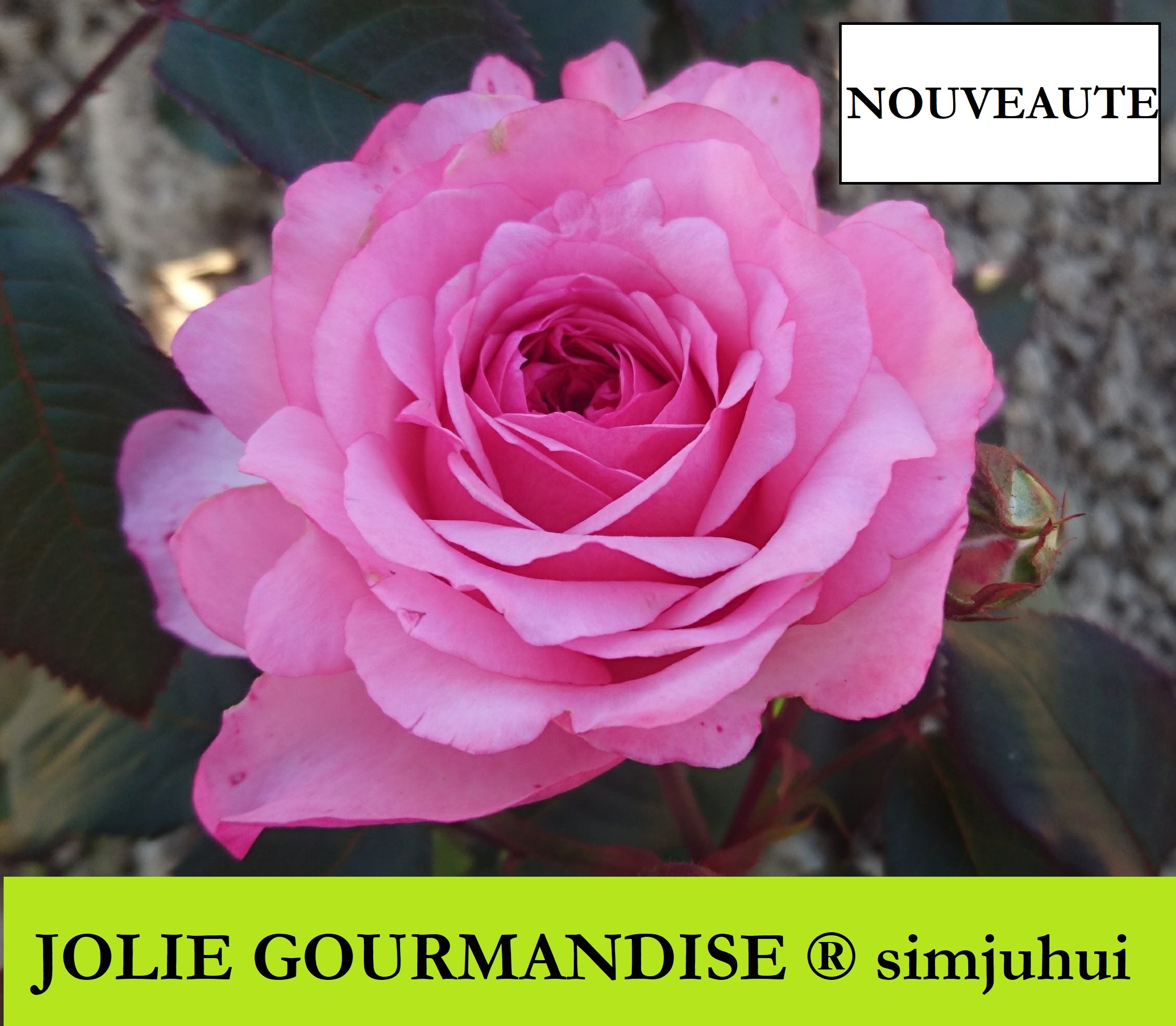 JOLIE GOURMANDISE &#x000000ae; simjuhui CONTENEUR 4L