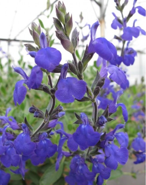 SALVIA MICROPHYLLA 'BLUE NOTE'&#x000000ae;