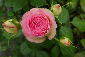 Les conseils des Roseraies de la Guérinais pour entretenir vos rosiers