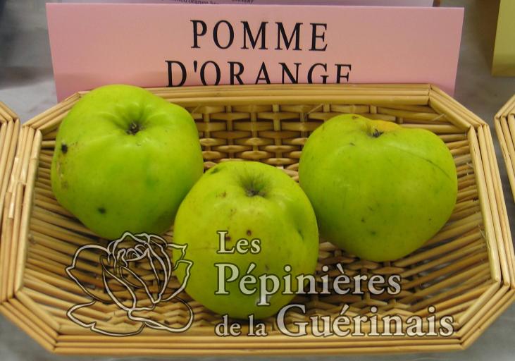 Pomme d'orange d'ille et Vilaine