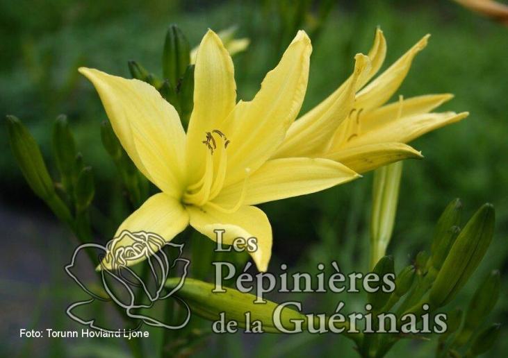 Hemerocalle jaune parfumée, (Hemerocallis citrina )