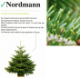 Sapin de Noël Nordmann 150/175 cm